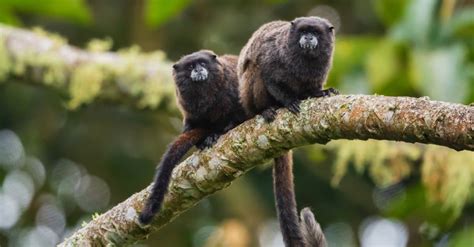 skinny black monkey|Complete List of Black Monkeys: Everything You Need to Know.